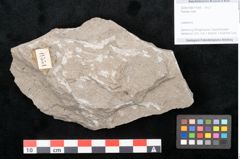 Foto (Objekt + Etikett) von Plantae indet.  (NHMW-GEO-2024-0188-11554)